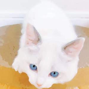 2022年一级A片免费观看
